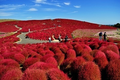 国営ひたち海浜公園 バーベキュー広場8