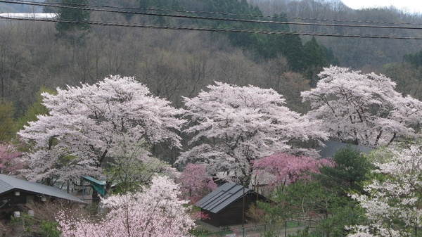 木の家ロッジ村7