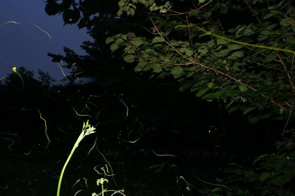 ウェルキャンプ西丹沢7