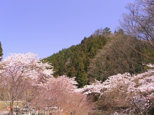 高槻森林観光センター ささゆりの里8