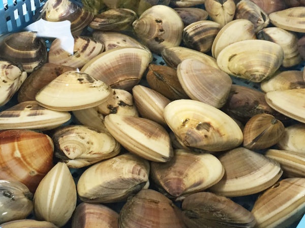 海のBBQサイト99beachポケット3