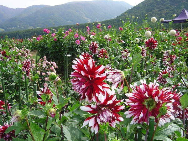 望郷にこにこファーム6