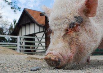 岡山農業公園 ドイツの森クローネンベルク5