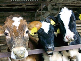 山田牧場 手ぶらBBQコーナー2