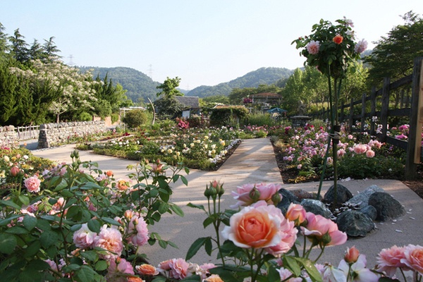 ENGLISH GARDEN ローザンベリー多和田6