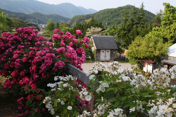 ENGLISH GARDEN ローザンベリー多和田7